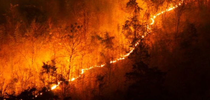 Wildfire
